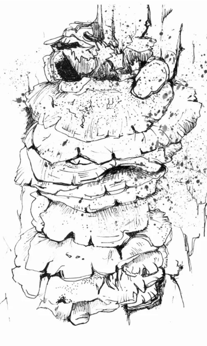 Chaga Mushrooms